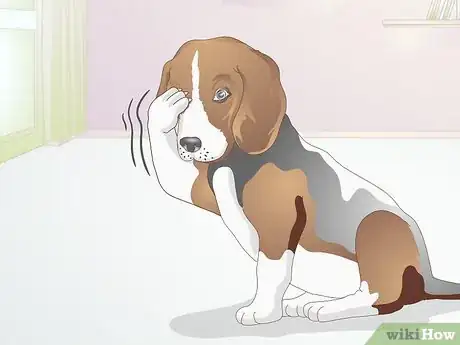 Image titled Diagnose Ingrown Eyelids in Dogs Step 4