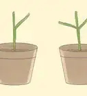 Grow a Pencil Tree (Euphorbia Tirucalli)