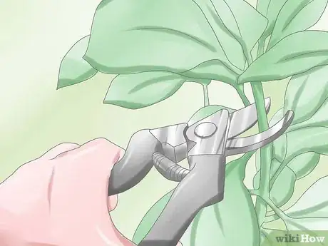 Image titled Deadhead Petunias Step 10