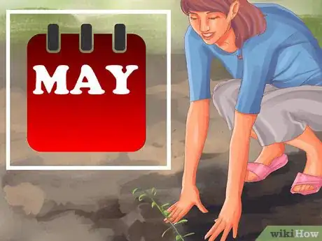 Image titled Grow Olives Step 6