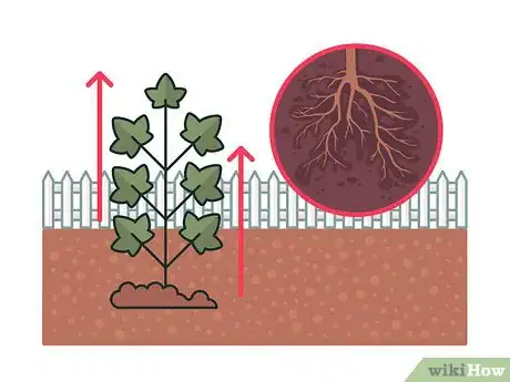 Image titled Get Rid of Ivy Step 11