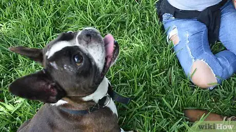 Image titled Treat a New Dog Step 8