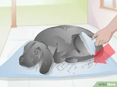 Image titled Brush Your Dog Without Tickling It Step 12