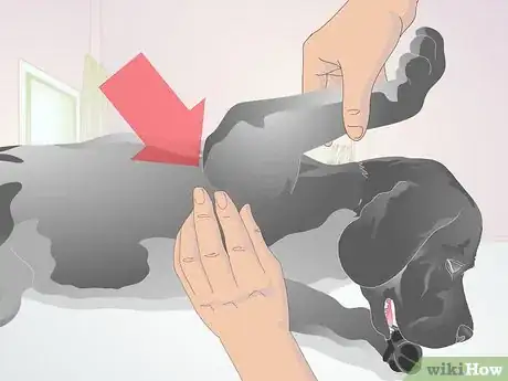 Image titled Perform CPR on a Dog Step 10