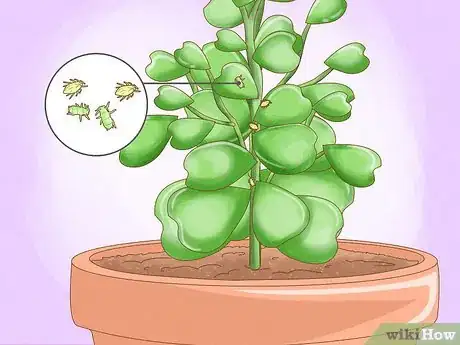 Image titled Get a Hoya Plant to Bloom Step 19