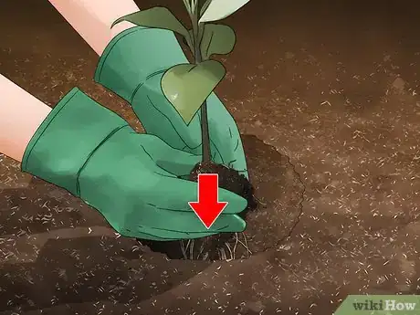 Image titled Grow Evergreen Trees Step 14