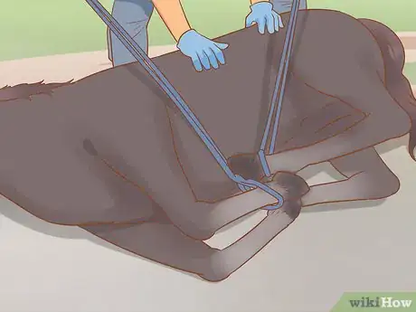 Image titled Uncast a Horse Step 12
