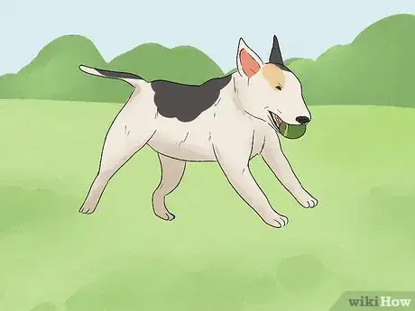 Image titled Identify a Bull Terrier Step 12