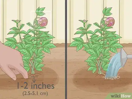 Image titled Transplant Potted Flowers Outdoors Step 8