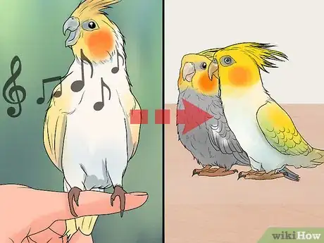 Image titled Keep Multiple Cockatiels Step 11