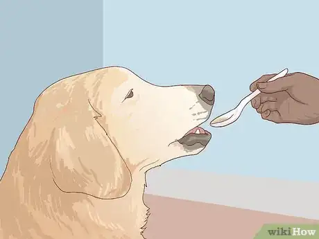 Image titled Treat Cardiac Disease in Older Dogs Step 8