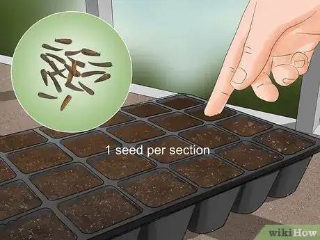 Image titled Plant Liatris Step 2