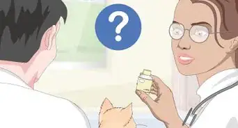 Manage Wool Sucking in Cats