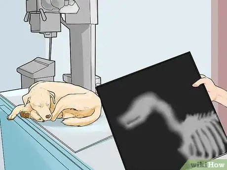 Image titled Rule Out Medical Causes of Bad Behavior in Aging Dogs Step 9