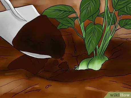 Image titled Overwinter Lily Bulbs Step 2