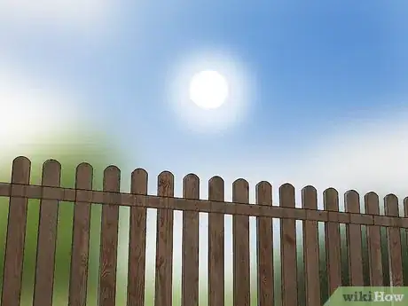 Image titled Grow African Daisy (Arctotis) Step 1