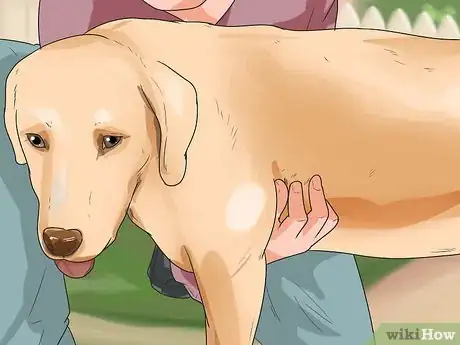 Image titled Diagnose Obesity in Labrador Retrievers Step 3
