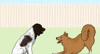 Identify a German Longhaired Pointer