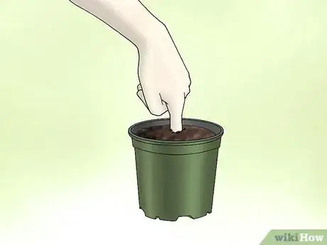 Image titled Plant Confederate Jasmine Step 5