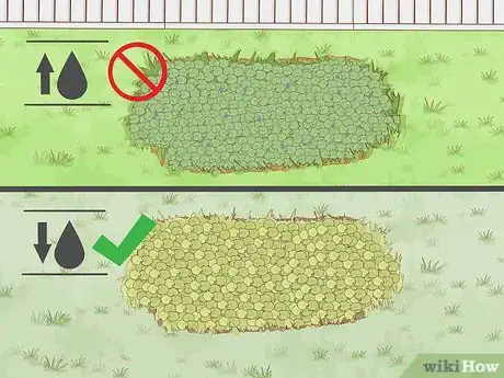 Image titled Get Rid of Ground Ivy Step 10