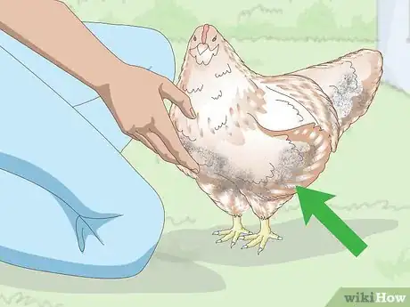Image titled Bathe a Chicken Step 1