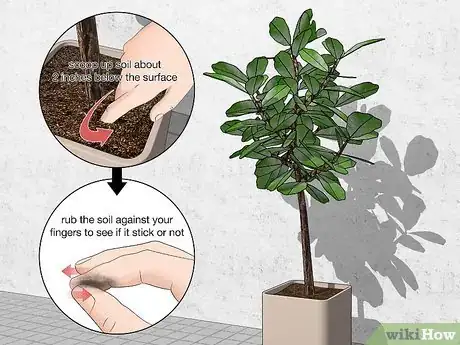 Image titled Water a Fiddle Leaf Fig Tree Step 1