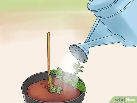 Image titled Grow Roses in Containers Step 11