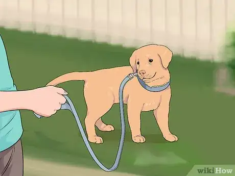 Image titled Look After Your First Puppy Step 8