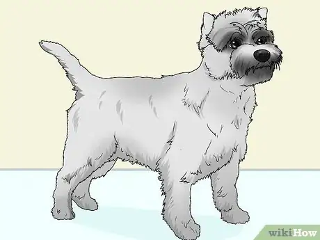 Image titled Identify a Cairn Terrier Step 8