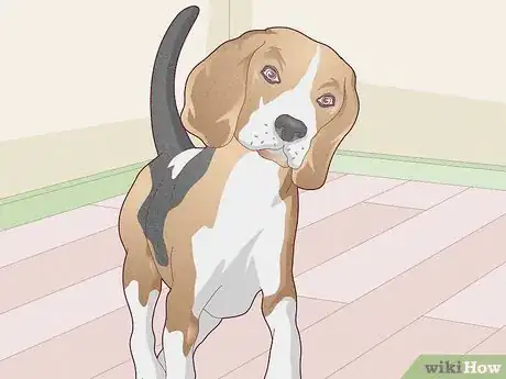Image titled Treat Vestibular Disease in Dogs Step 2