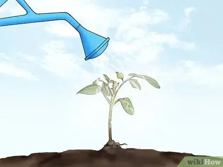 Image titled Grow Quince Step 7