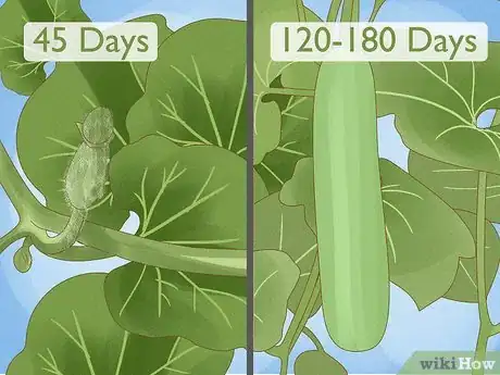 Image titled Grow Bottle Gourds Step 2