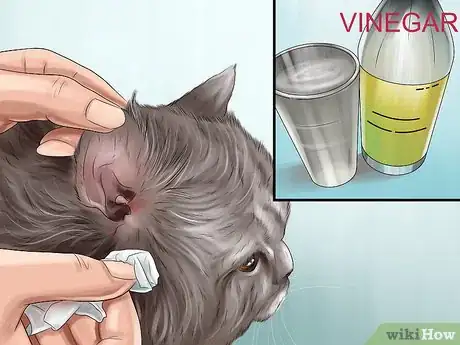 Image titled Care for a LaPerm Cat Step 12