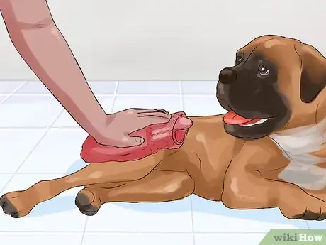 Image titled Manage Arthritis in Senior Dogs Step 1