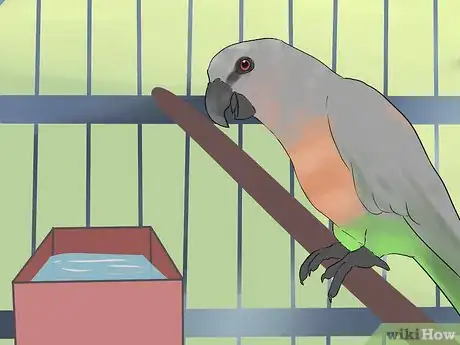Image titled Feed a Red Bellied Parrot Step 7
