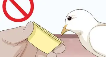 Treat Pneumonia in Doves