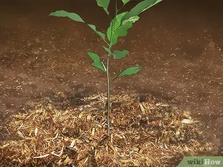 Image titled Grow Evergreen Trees Step 18