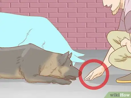 Image titled Teach Your Dog to Duck Step 12