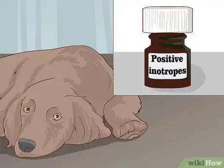 Image titled Treat Cardiac Disease in Older Dogs Step 5