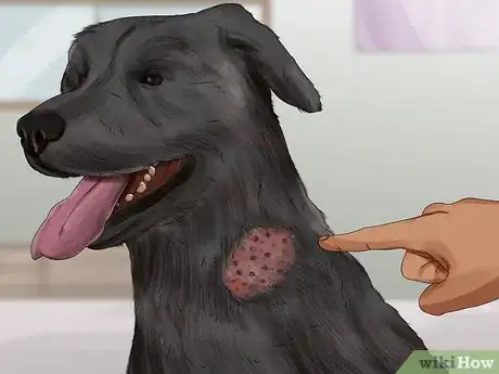 Image titled Tell if Your Dog Is Having a Medical Emergency Step 16