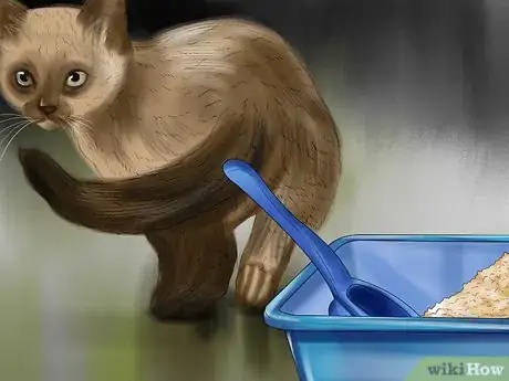 Image titled Give Monoamine Oxidase Inhibitors to a Cat Step 7