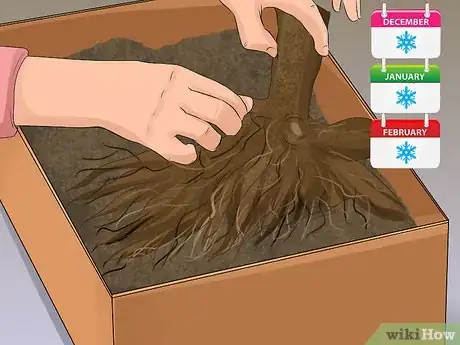 Image titled Grow Dahlias Step 15