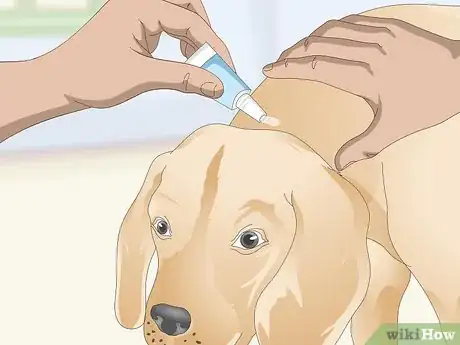 Image titled Treat Canine Tick Problems Step 15