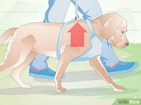 Image titled Choose the Right Harness for Your Dog Step 1