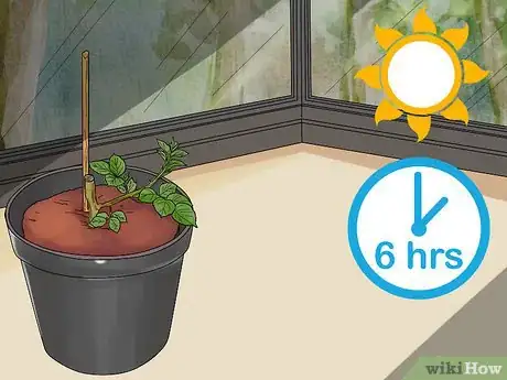 Image titled Grow Roses in Containers Step 12