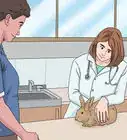 Determine the Sex of a Rabbit