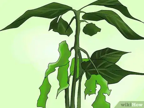 Image titled Overwinter Lily Bulbs Step 9