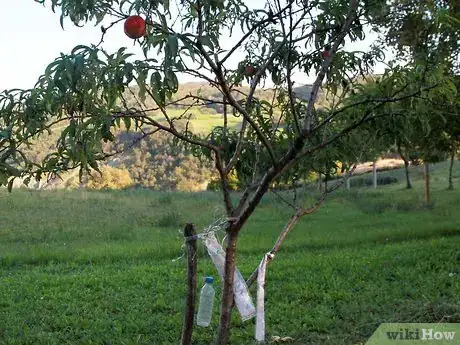 Image titled Buy Fruit Trees Step 9