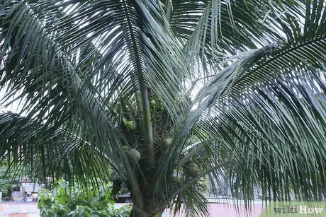 Image titled Make a Broom Using a Coconut Leaf Step 1