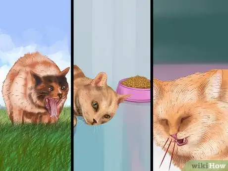 Image titled Help Your Cat Age Well Step 1